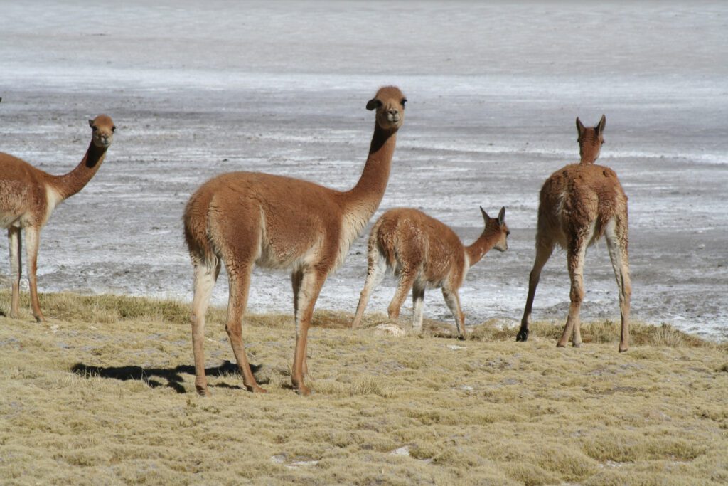 Vicuñas en el Parque Nacional Lauca, Región de Arica y Parinacota. Créditos a Benito González.