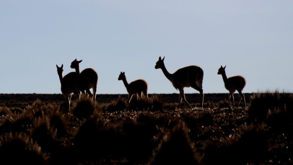 Vicuñas en el Parque Nacional Lauca. Región de Arica y Parinacota. Créditos a Paz Acuña