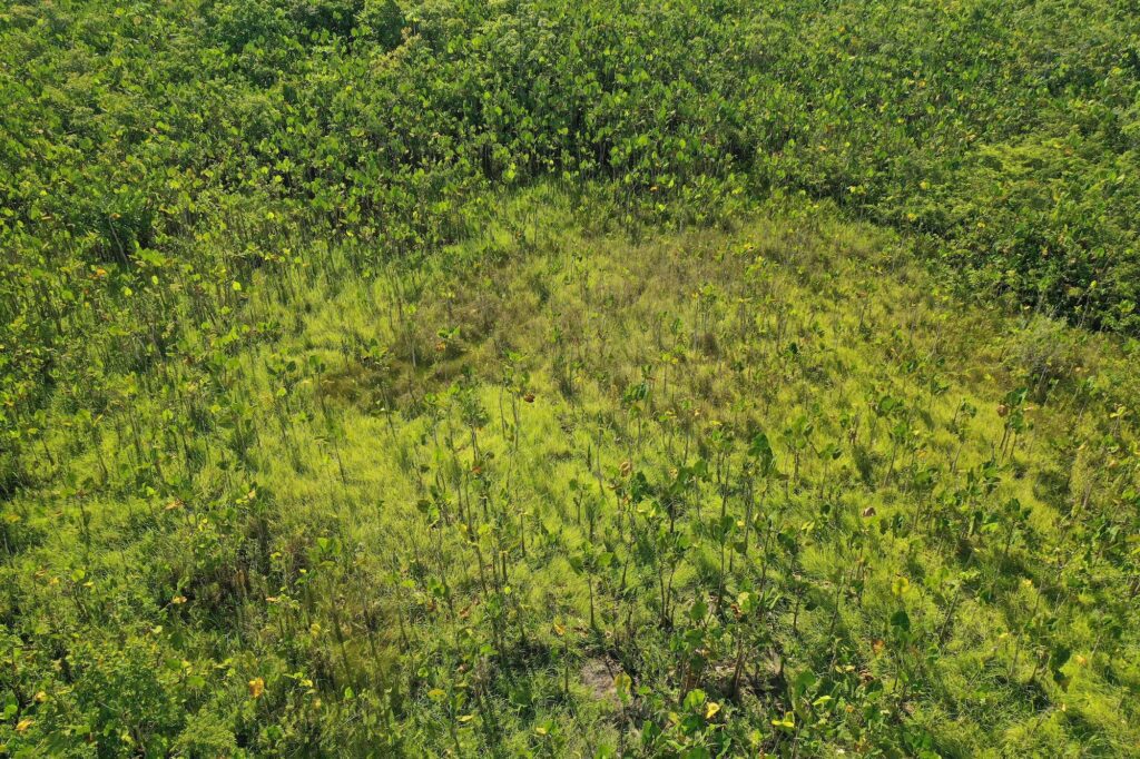 Vista aérea de un varillal. Foto: PNN Colombia