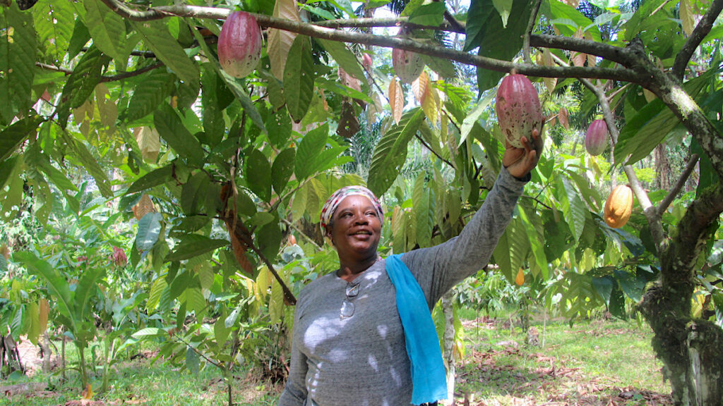 Xiomara Cabraca, agricultora indígena bribri, revisa un fruto de cacao. En la región de Talamanca, en Costa Rica, se cultivan palmas, cacao, madera y árboles frutales en un sistema agroforestal. Foto: Monica Pelliccia.