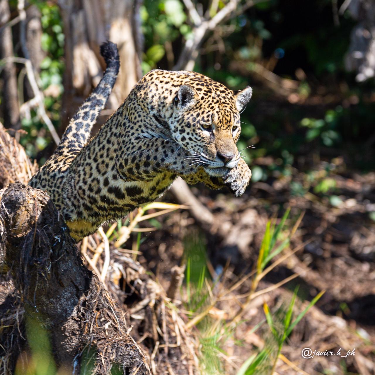 GALERÍA I Jaguares en Pantanal: el paraíso del felino más grande de América