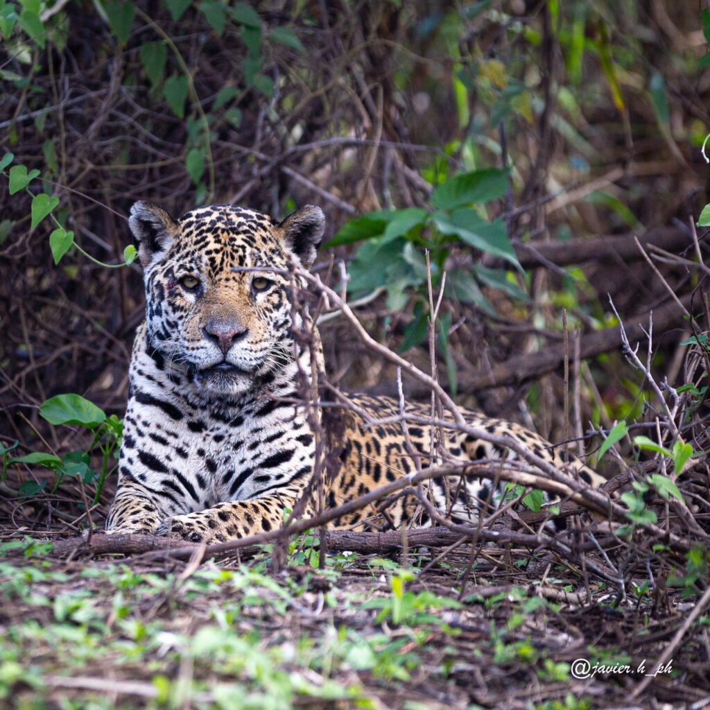 7Jaguar-de-pantanales-foto-por-Javier-Hausdorf-(@javier.h.ph)
