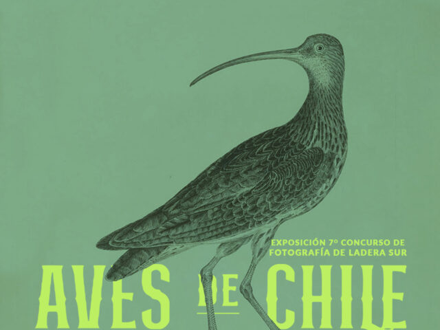 Muestra gratuita para conocer la avifauna nacional: Exposición fotográfica «Aves de Chile» llega al Parque Humedal Río Maipo