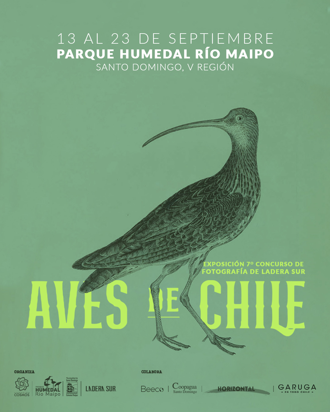 Muestra gratuita para conocer la avifauna nacional: Exposición fotográfica «Aves de Chile» llega al Parque Humedal Río Maipo