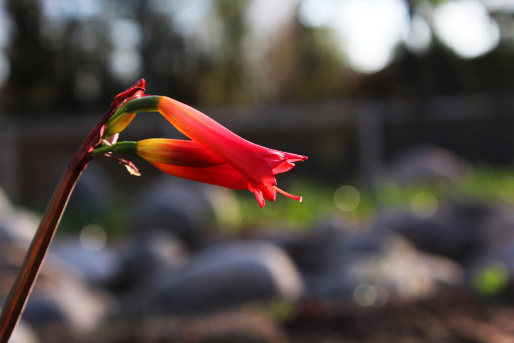 Añañuca de fuego (phycella cyrtanthoides) en Vivero Pumahuida. Créditos. Tamara Núñez