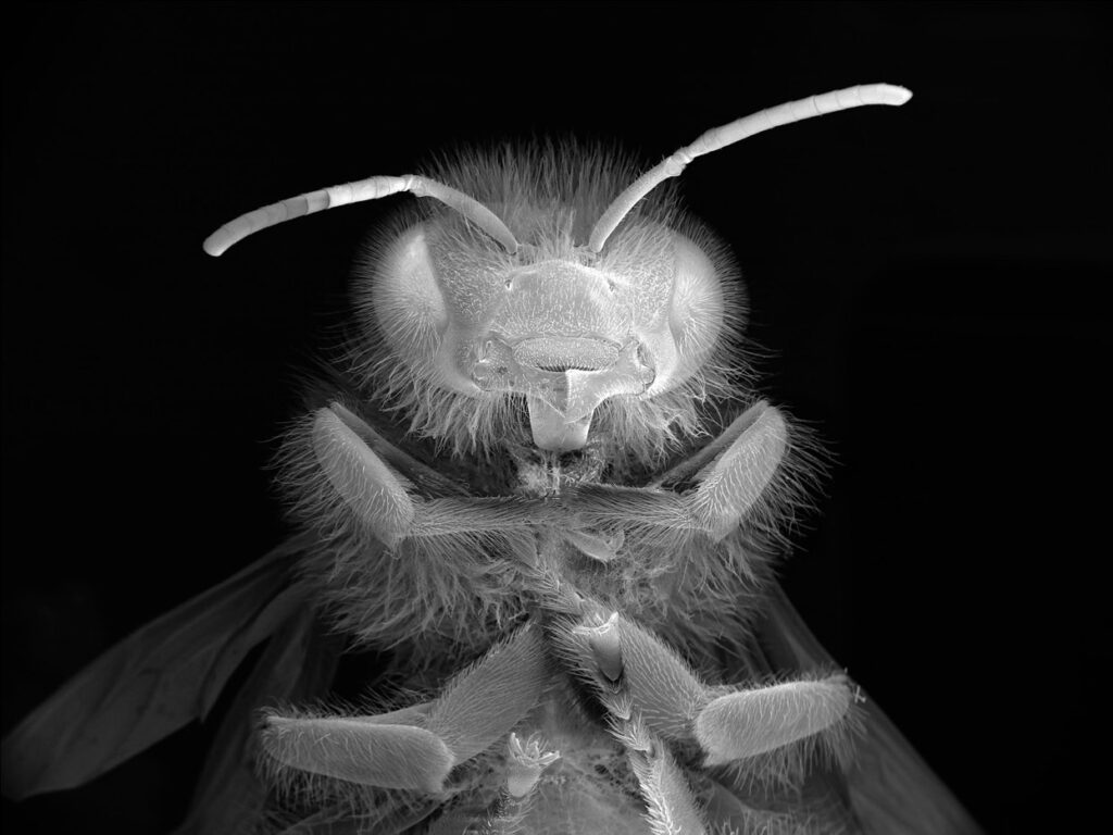 Anne Noble, the dead bee portraits 2014/2015