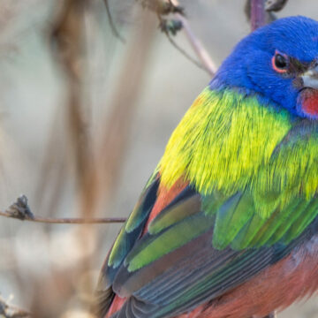 ¿Por qué las aves tropicales son más coloridas? Un estudio inédito sugiere algunas respuestas