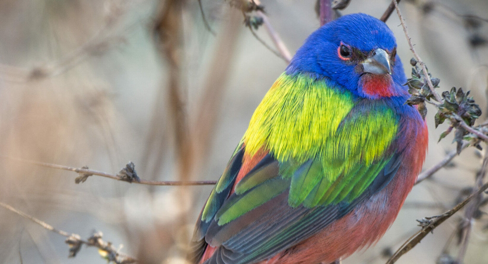 ¿Por qué las aves tropicales son más coloridas? Un estudio inédito sugiere algunas respuestas