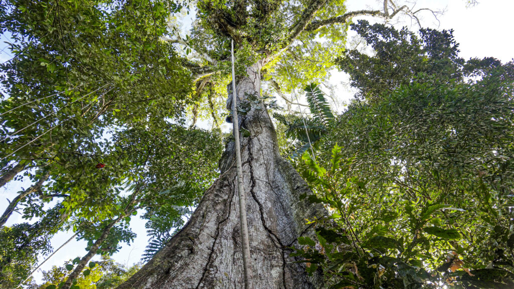 Base de la especie maderable Anona de monte (Cordia Sp). Foto: Instituto del Bien Común.