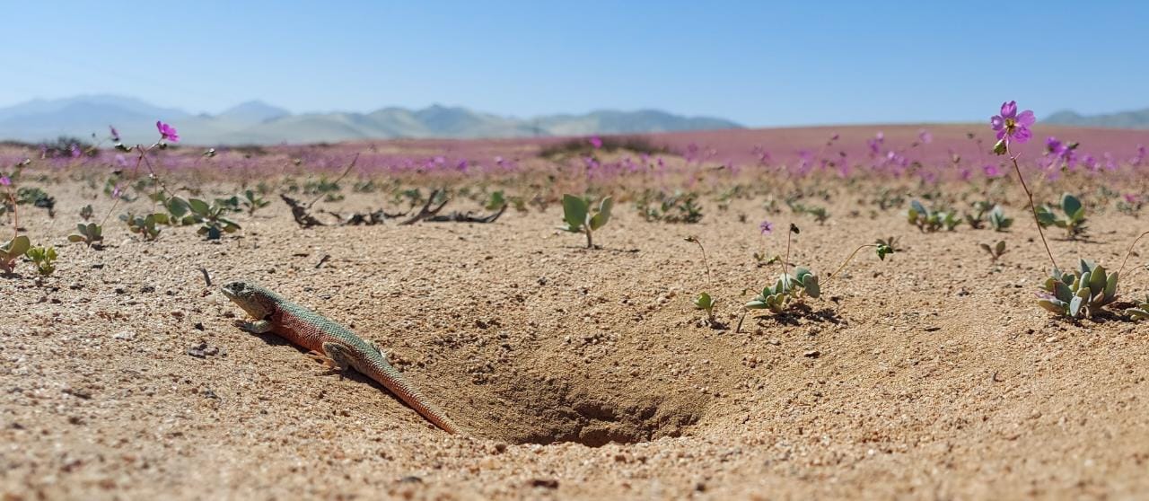 Biodiversidad del desierto florido. Créditos: César Pizarro