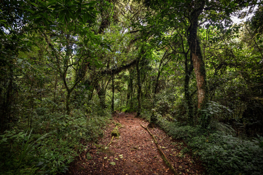 Bosque templado. Primer tramo ruta Marangu. Créditos a Moira Johnson.