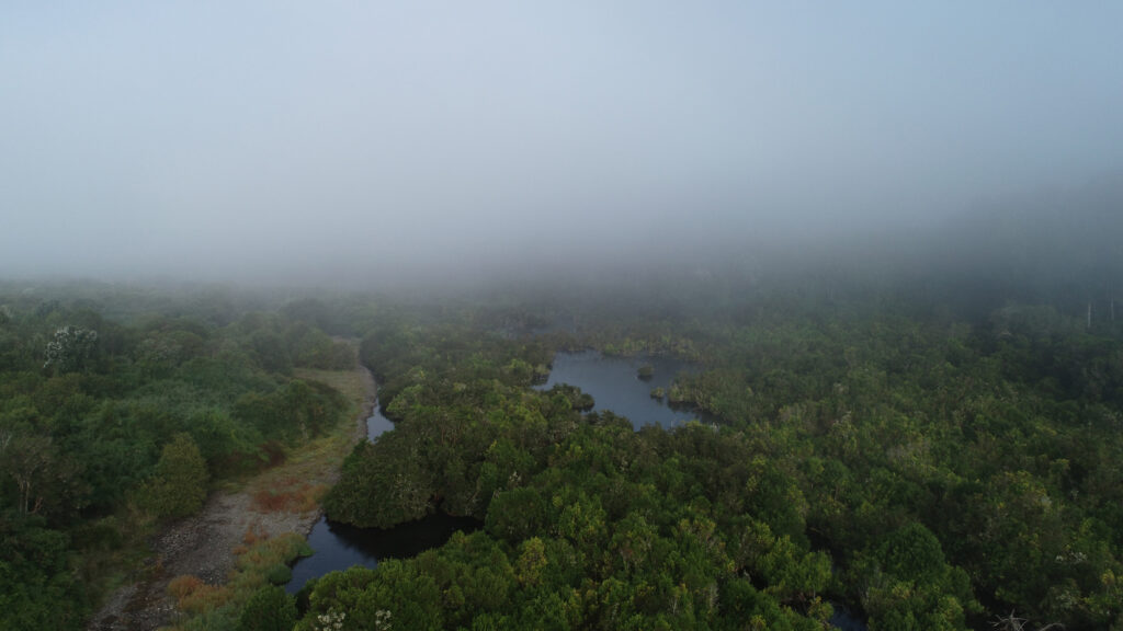 Bosque hundido en el río Maullín. Crédito a Fundación Legado Chile