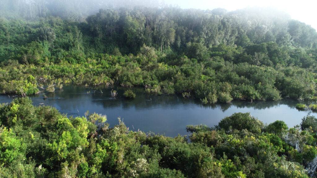 Bosque hundido en el río Maullín. Crédito a Fundación Legado Chile