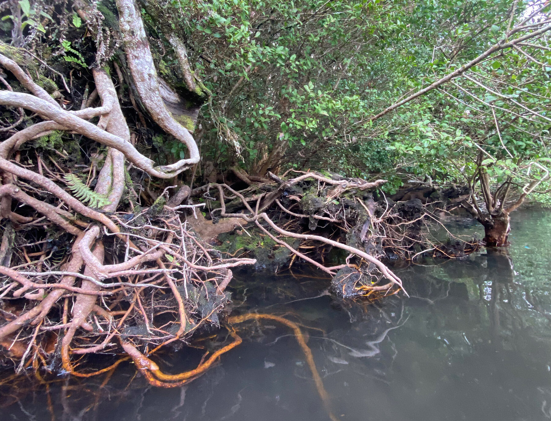 Al rescate de los bosques pantanosos o hualves: desconocidos e importantes refugios de vida