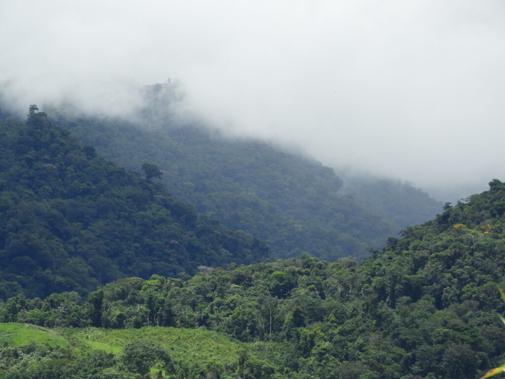 Bosques nublados del ACR Codo del Pozuzo, sector Río Codo. Foto: Stefany Salcedo, IBC.