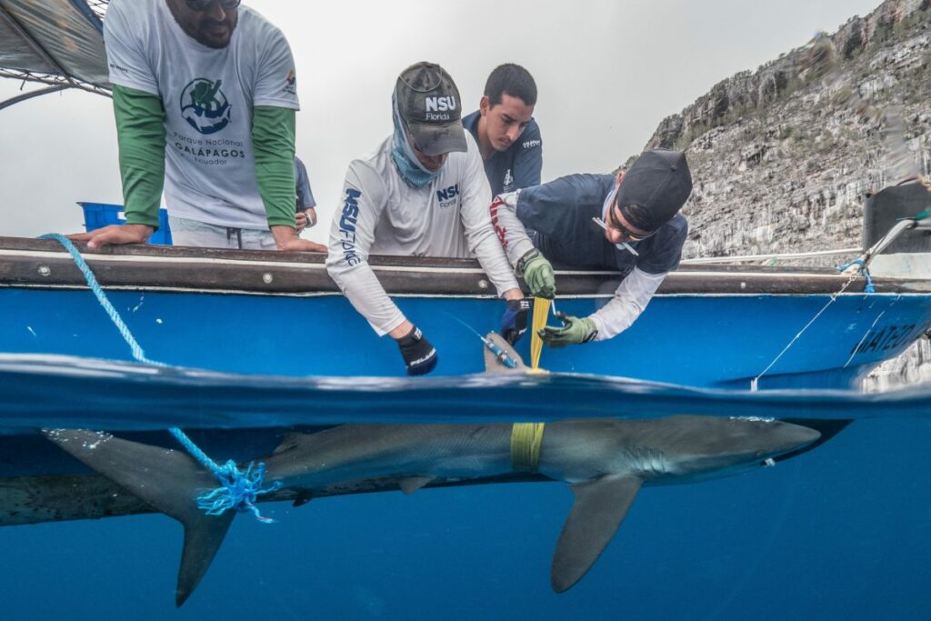Científicos instalando en la aleta de un tiburón sedoso el dispositivo satelital. Foto: ©Pelayo Salinas