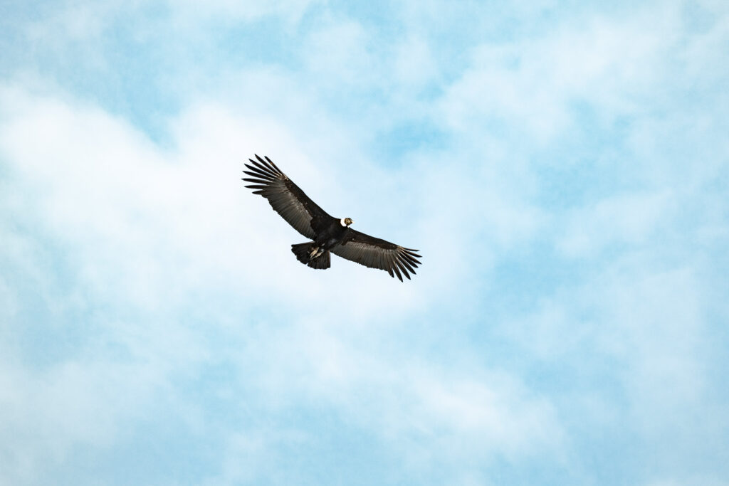 Cóndor (Vultur gryphus). Foto de Benjamín Valenzuela.