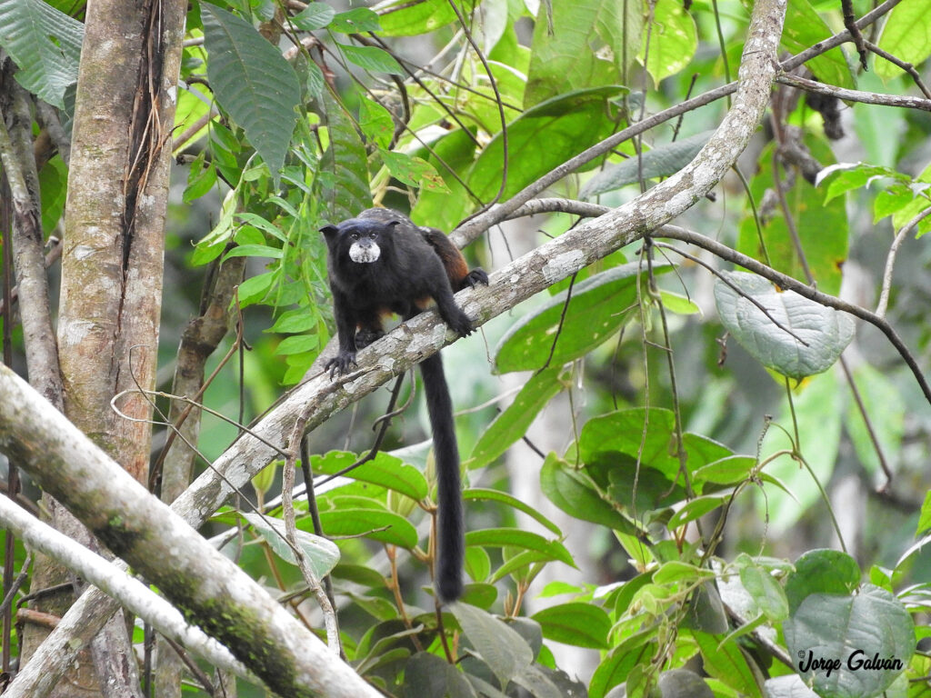 El mono pichico (Saguinus fuscicollis) en la ACR Codo del Pozuzo. Foto: Jorge Galván.
