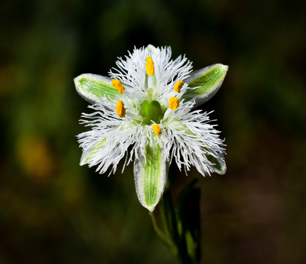 Flor de la plumilla (trichopetalum plumosum). Créditos: Nicolás Villaseca