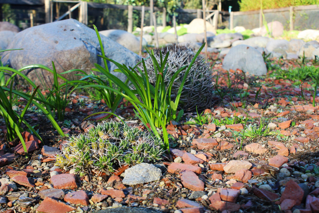 Geofitas creciendo en Vivero Pumahuida. Créditos: Tamara Núñez