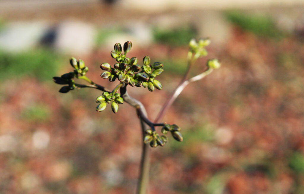 Geofitas creciendo en Vivero Pumahuida. Créditos: Tamara Núñez