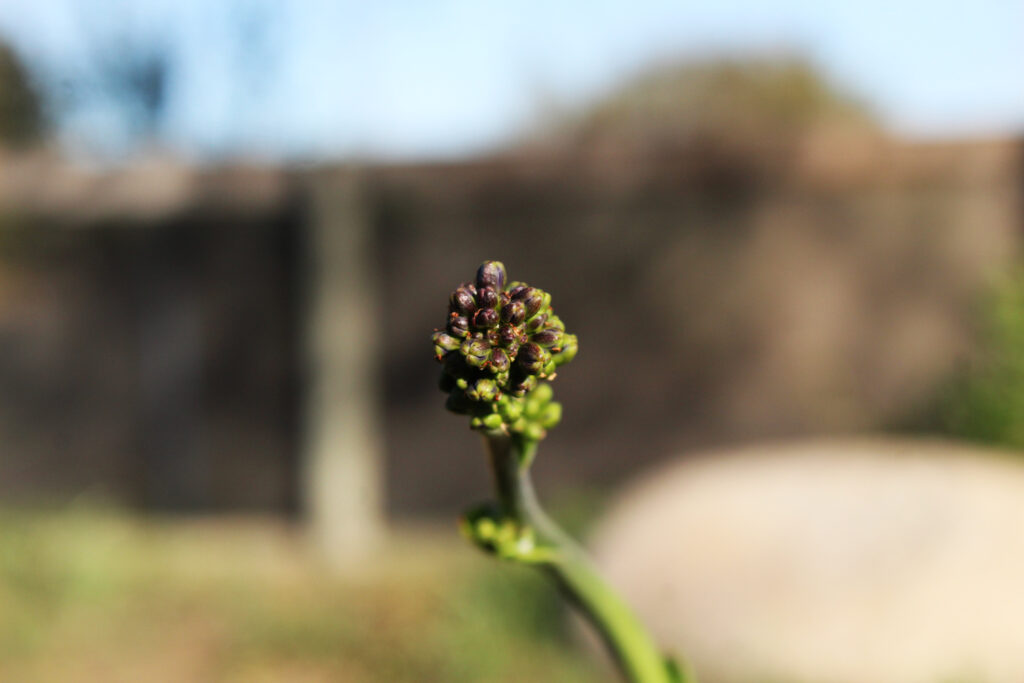 Geofitas creciendo en Vivero Pumahuida. Créditos: Tamara Núñez