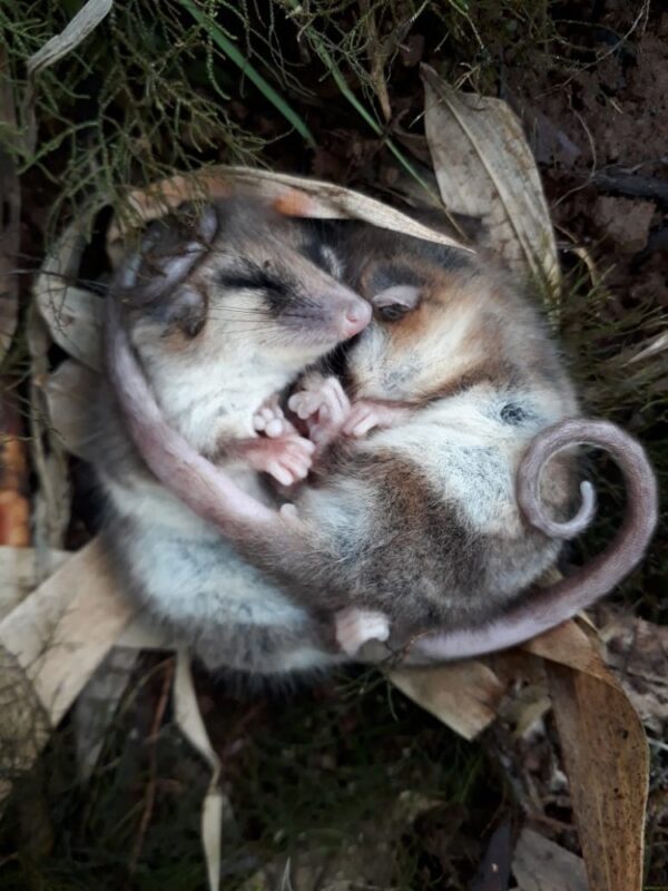 Animales que hibernan: la increíble capacidad de desactivarse durante ...