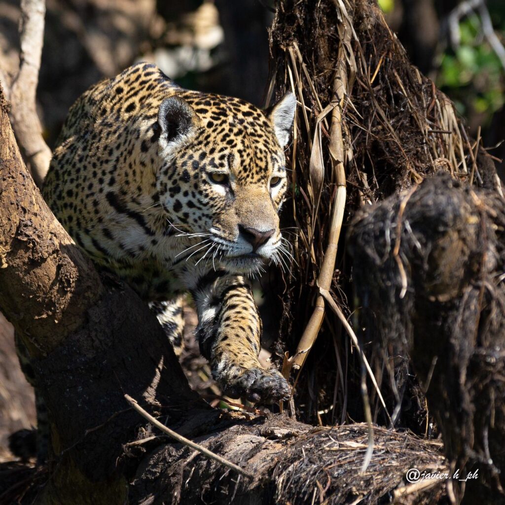 Jaguar-de-pantanales-foto-por-Javier-Hausdorf-(@javier.h.ph)