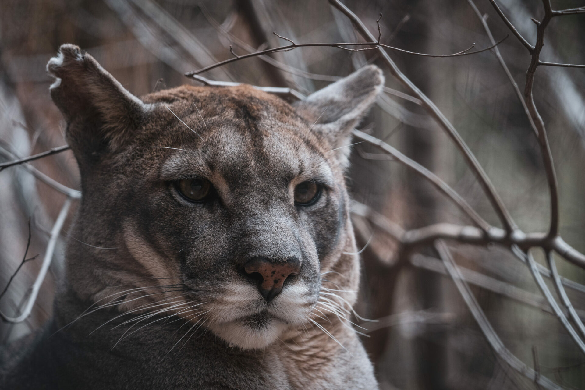 Simposio de felinos, cánidos y pequeños carnívoros neotropicales