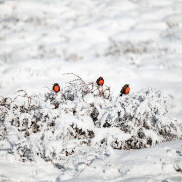 Entre plumas y contrastes: fotografiando aves en Torres del Paine invernal