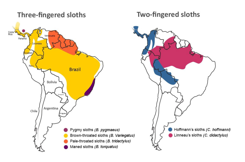 Mapa de distribución de los perezosos en latinoamérica