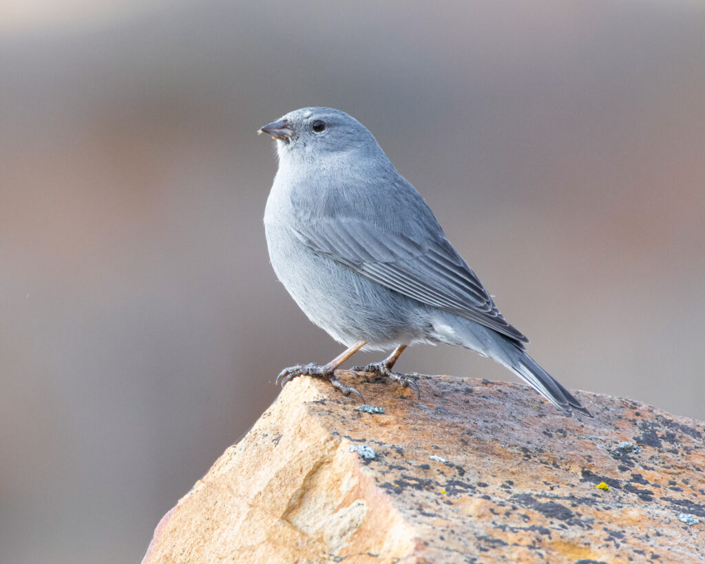 Pajaro plomo (Phrygilus unicolor), esta especie mide hasta 16 cm de largo. Créditos a Omar Rebolledo