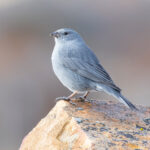 Pajaro plomo (Phrygilus unicolor), esta especie mide hasta 16 cm de largo. Créditos a Omar Rebolledo