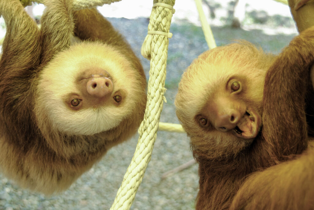 Perezoso de dos dedos. Créditos a Sloth Conservation