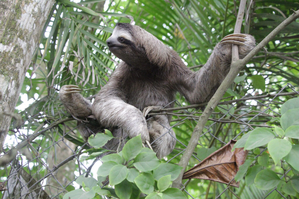 Perezoso de tres dedos. Créditos a Sloth Conservation