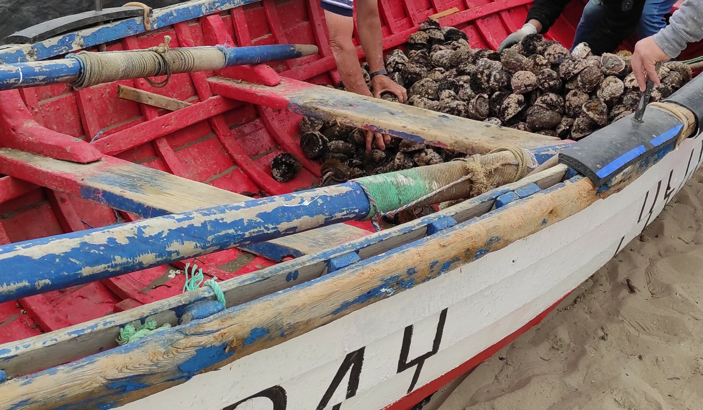 Pesca ilegal del loco en Chile: de qué se trata y cómo abordarla
