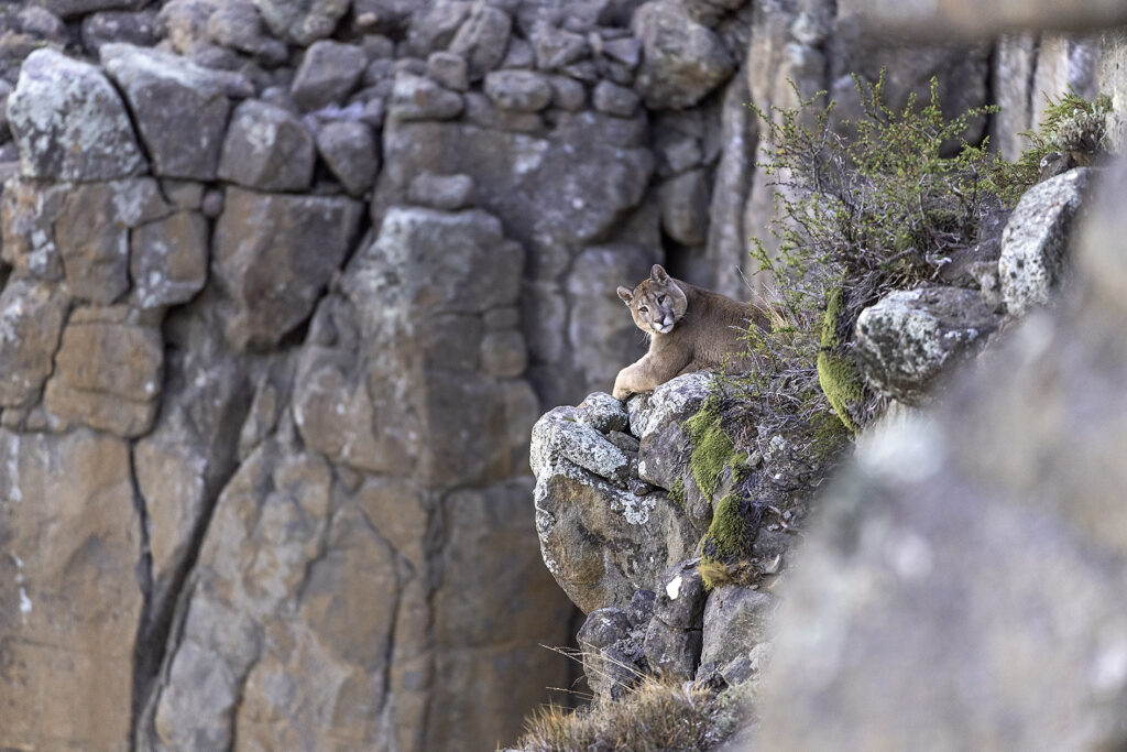 Puma mirando a cámara en un acantilado. Foto: Pía Vergara.