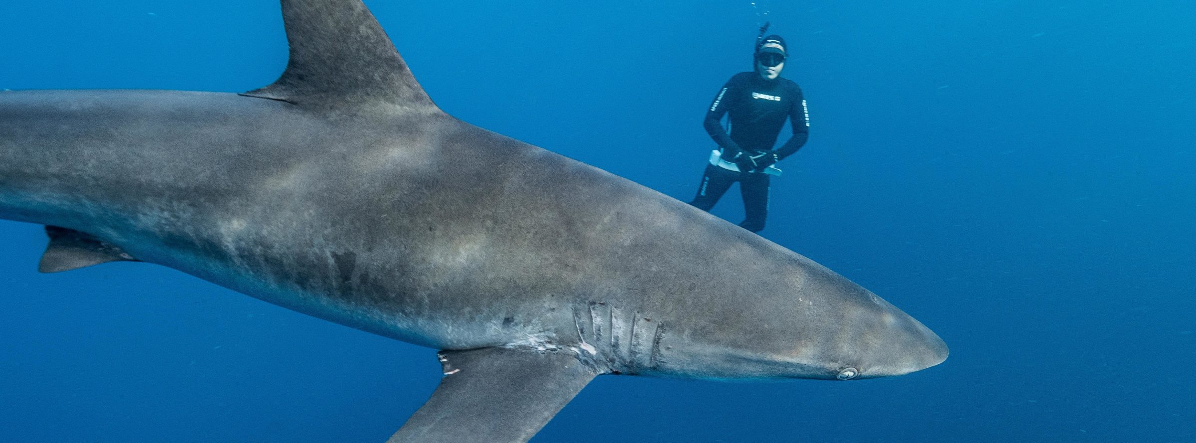 Estudio científico: las áreas marinas protegidas por sí solas no bastan para salvar a los tiburones amenazados de extinción