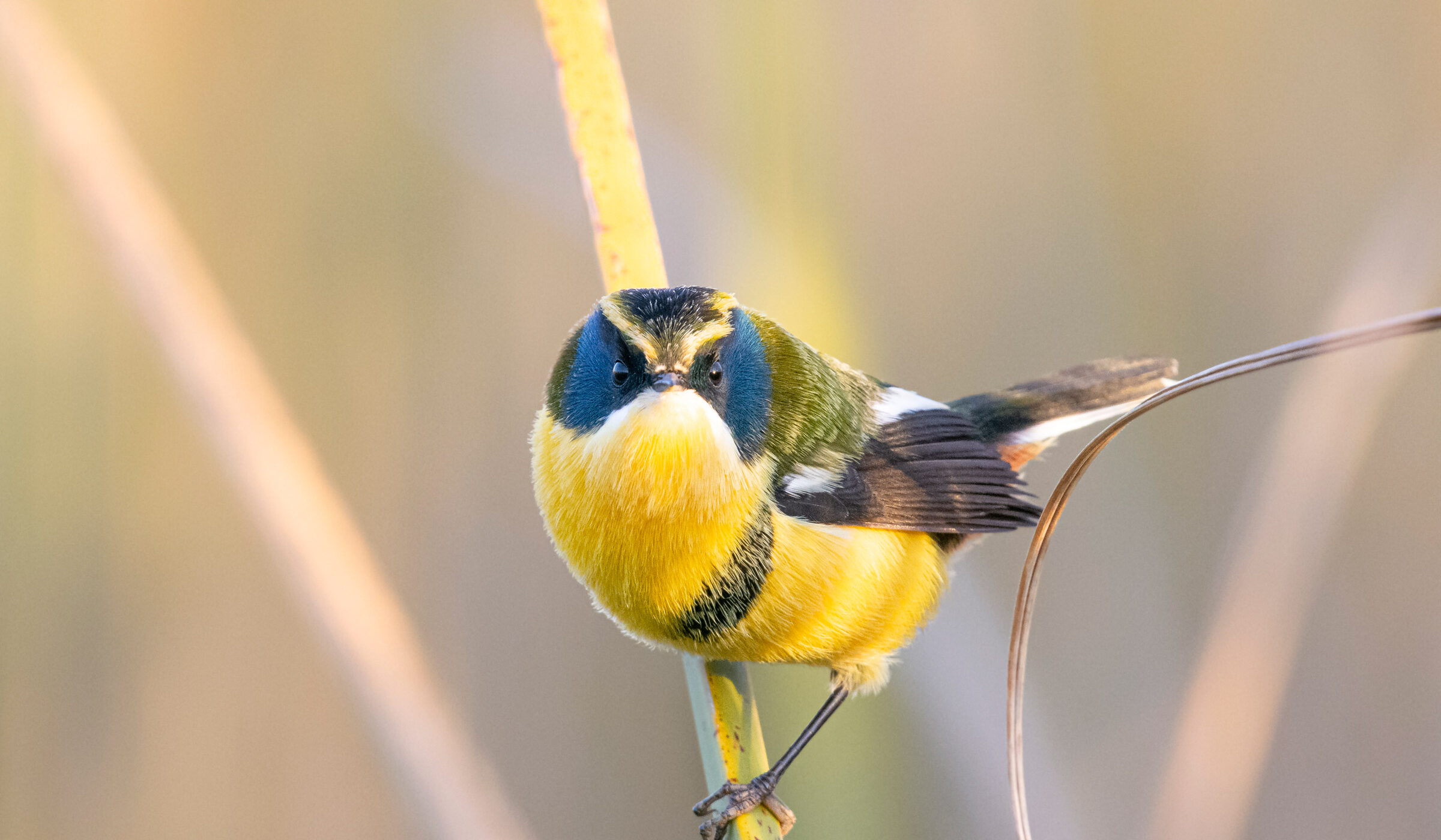 Fotografiando aves pequeñas: especiales tomas de inquietos, curiosos y escurridizos plumíferos