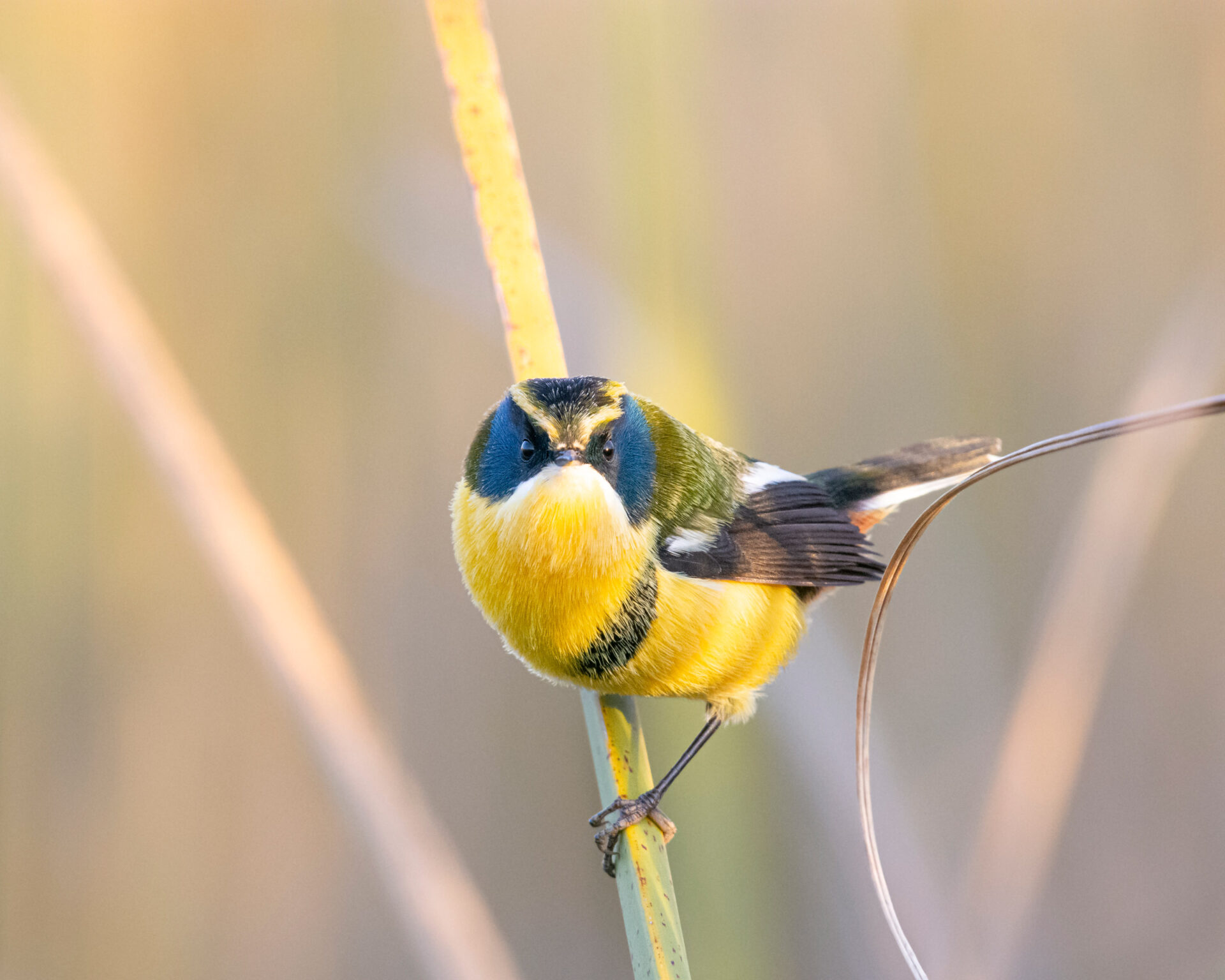 Fotografiando aves pequeñas: especiales tomas de inquietos, curiosos y escurridizos plumíferos