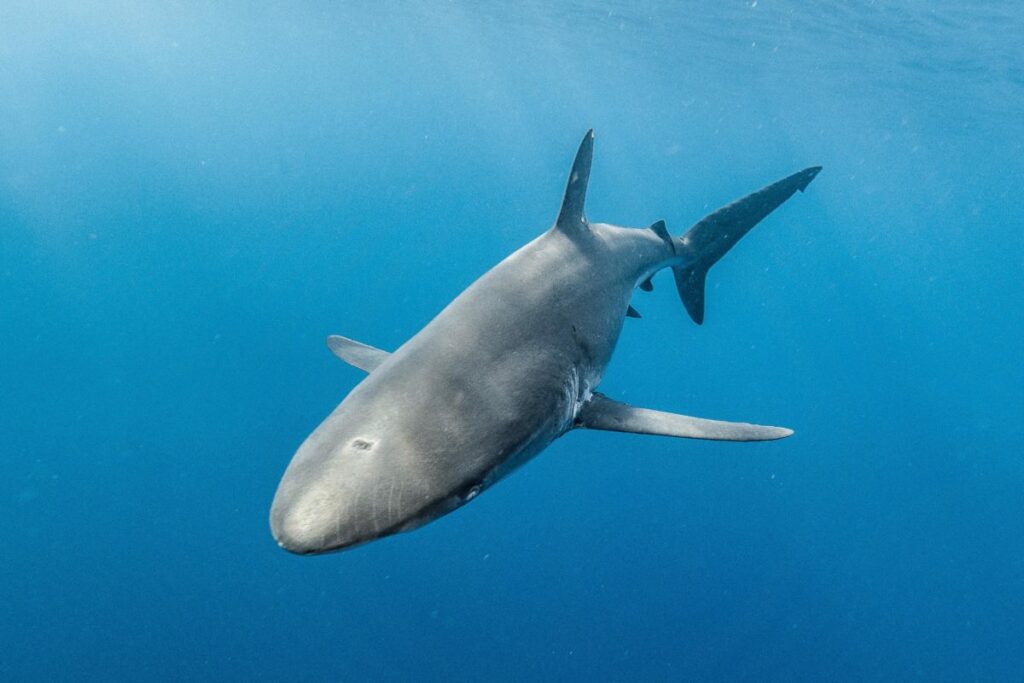 Tiburón sedoso. Foto: ©Pelayo Salinas.