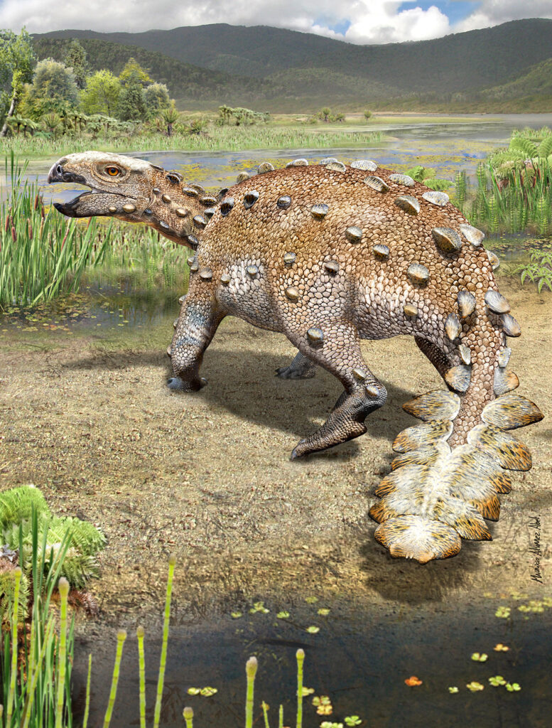 Stegourus elengassen. Dinosaurio anquilosaurio de fines del Cretácico en Magallanes. Esta ilustración fue portada de la Revista Nature en diciembre de 2021. Ilustración por Mauricio Álvarez.