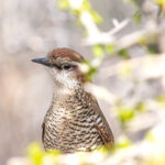 Tapaculo (Scelorchilus albicollis), esta ave mide hasta 19 cm. Créditos a Omar Rebolledo