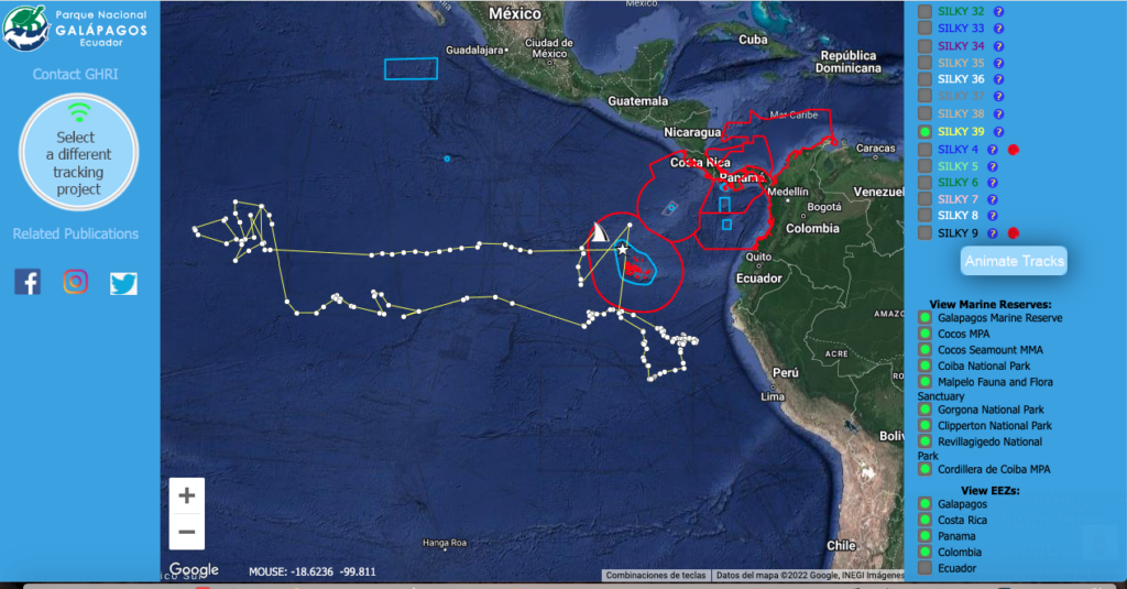 Trayecto del tiburón sedoso Silky 39. La información satelital muestra que se mantuvo la mayor parte del tiempo en aguas internacionales, al oeste de Galápagos. Revisa los trayectos de los 47 tiburones en este enlace: https://www.ghritracking.org/