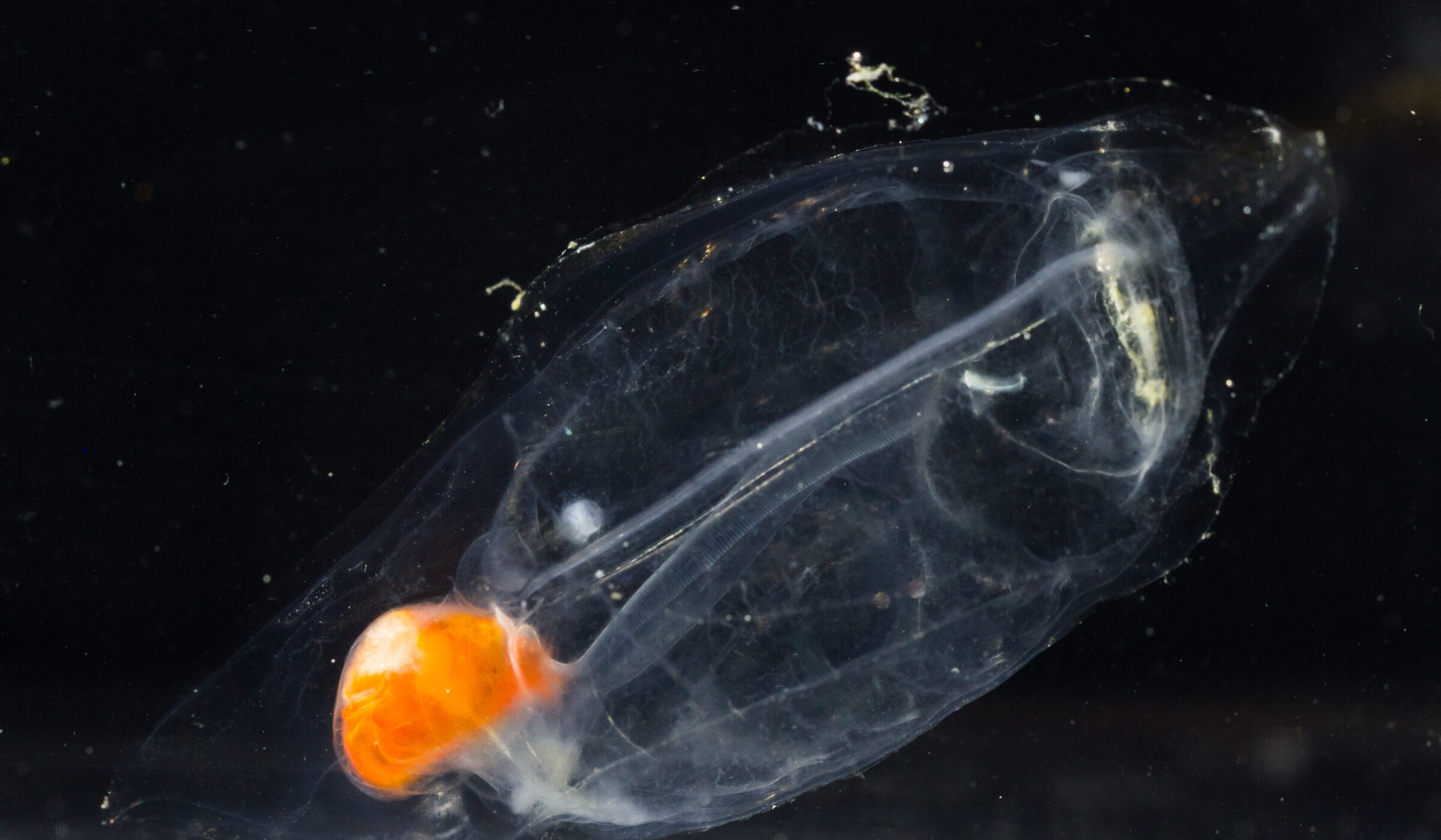 Estudio devela presente y futuro del zooplancton, eslabón más importante de las tramas tróficas antárticas