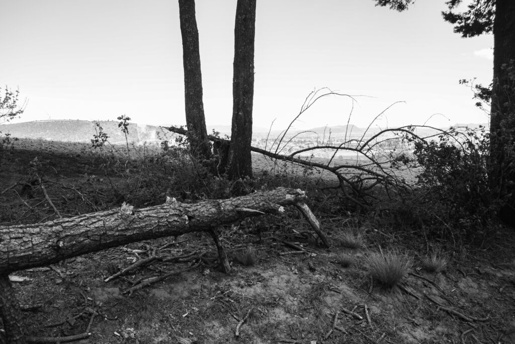 Árbol afectado por la fuerza del viento del parque. Foto_ Alma Xochitl Zamora.