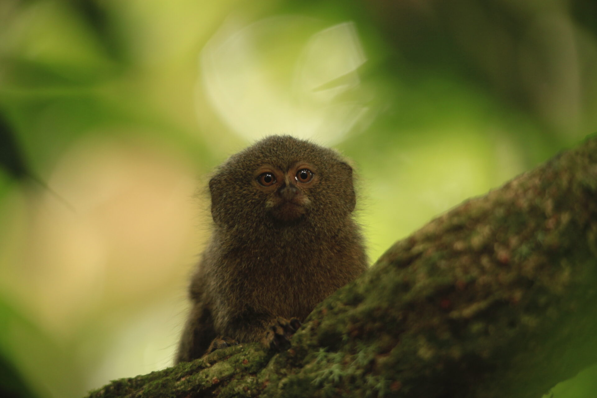 El reto de salvar a tres especies amenazadas en Latinoamérica