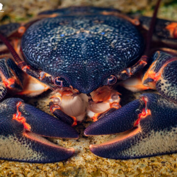 ¿Jaibas o cangrejos? Llamativos colores y tamaños de estos increíbles crustáceos en Chile