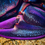 Cangrejo-de-porcelana- violeta-(Petrolisthes violaceus)-2-Créditos-biodiversidad-chilena