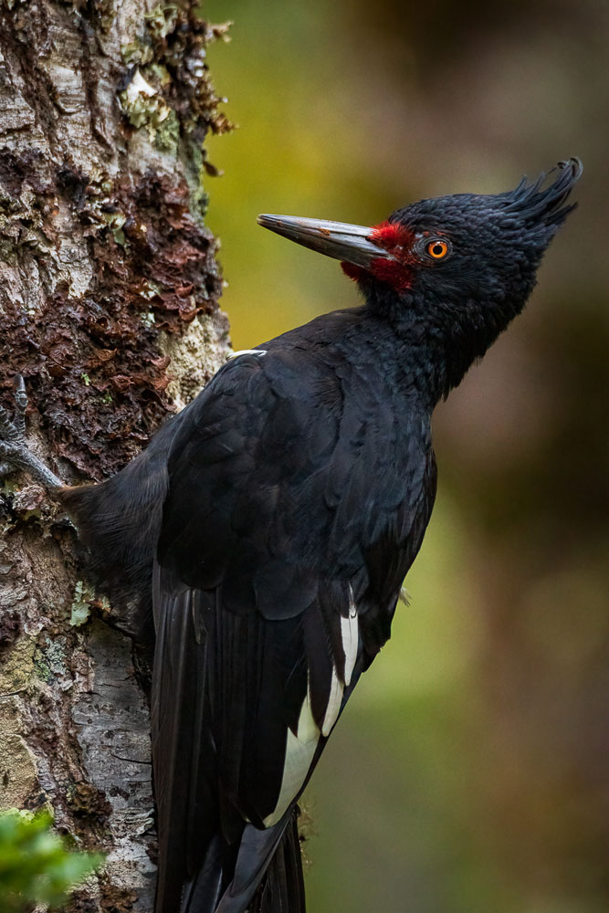 Carpintero negro (Campephilus magellanicus). Créditos: ©Fabian Guerrero